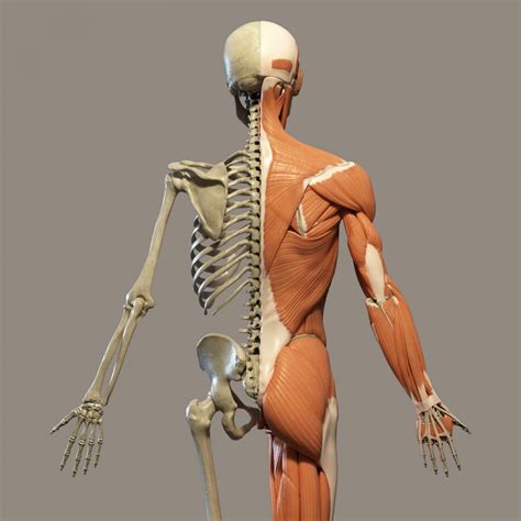 human anatomy free images